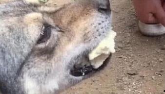 救狗狗视频,紧急救援！勇敢狗狗被困视频引发网友热议