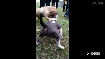 比特犬打架视频,一场血性碰撞的视觉盛宴